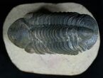 Free Standing Reedops Trilobite - Inches #1599-3